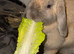 Mini lop
