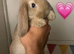 Pure Bred French Lops