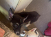 Huskyx