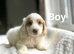 Layla adorable cockapoo puppies ready now
