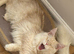 Stunning Maine coons available