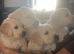 2 Goldie puppies left!