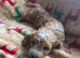 Beautiful cockerpoo puppies