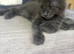 Wanted well socialised pedigree male maincoon