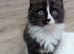 Beautiful smoky/chocolate regdoll kittens