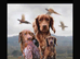 Kc cocker spaniel puppies