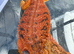 Bearded Dragons