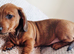 last puppy (male), Miniature dachshund