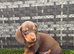 8 weeks oldMiniature dachshunds boys