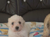 Beautiful Toy Poodle Puppies