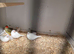 Young zebra finches