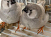 Zebra Finches