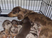MINIATURE DACHSHUND PUPPIES