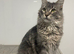Blue Classic Tabby Maine Coon Girl