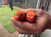 2 stunning lovebirds