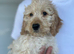 Beautiful Male Miniature Cockapoo Puppy