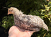 Crested Cream Legbar 4 week old chicks