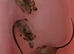 Male Mice