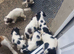 6 week old springer pups