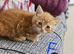 British longhair And British shorthair