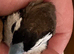 Owl Finches (Suspected Cock Birds) For Sale