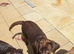 Kc registered chocolate girl