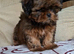 1 gorgeous female pup available