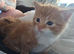 Gorgeous fluffy kittens