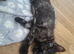 1 BEAUTIFUL FEMALE KITTEN.