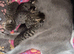 5 British  Shorhair x Maine coon kittens
