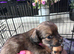 Stunning litter off chi weenie pups