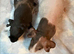 Skinny Pig Boars
