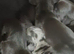 Dachshund puppys