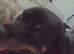 Female rottweiler