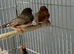 Wanted female zebra finches