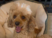 Gorgeous F1 Toy Maltipoo Puppies DNA Health Tested Clear