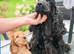 COCKER  SPANIEL PUPPIES    [KC REG]