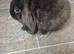 Baby mini lop rabbits