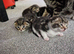2 male kittens ready to leave in just over 5 weeks