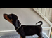 Doberman pups
