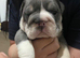 Beautiful kc English bulldogs