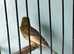 Jaspe raza canary with two hens