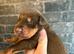 Dobermans
