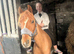 British riding pony
