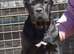 Top blood line cane corso