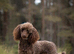 Brown toy poodle