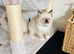 Beautiful Ragdoll Kittens Ready Now.