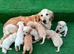 Goldador puppies 10 weeks old