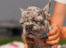 Frenchie Puppies For Sale