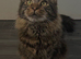 Male Maine coon